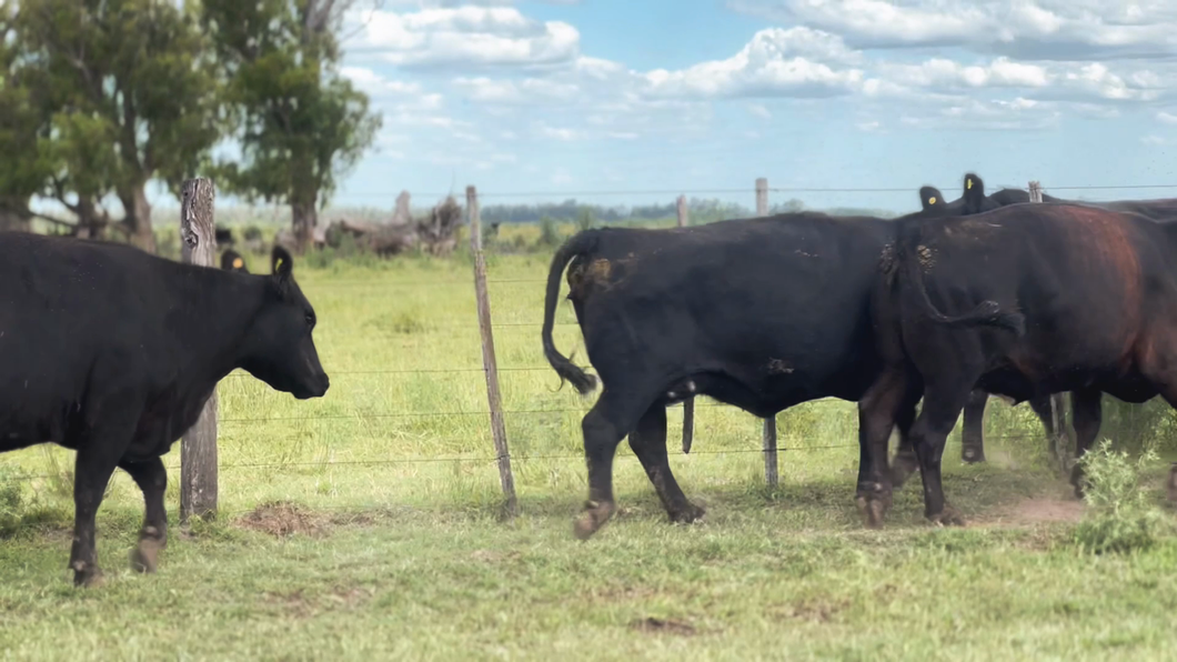 Lote 8 Vacas usadas preñadas