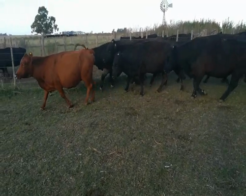 Lote 17 Vacas en Rauch, Buenos Aires