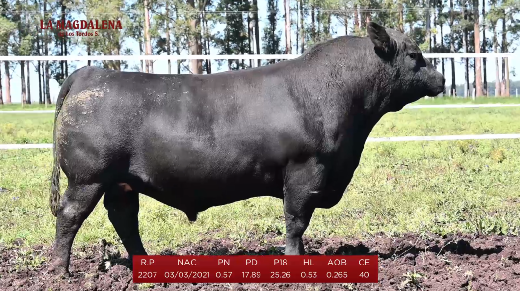 Lote Brete 1 - Angus