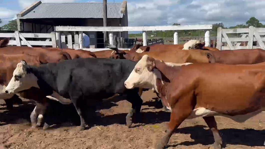 Lote 13 Vacas  en Corrientes, Bella Vista