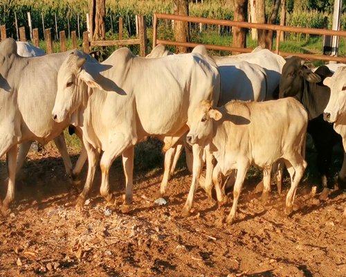 Lote 63 Toretones Cebu tipo Nelore y crusas hibridos a remate en Remate Virtual 380kg -  en San Estanislao