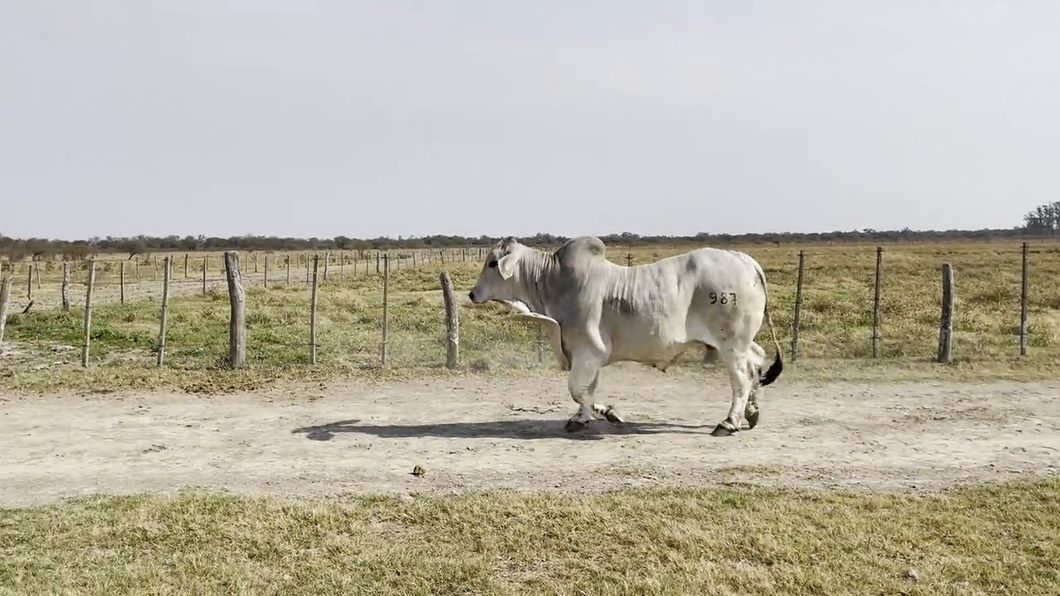 Lote TOROS BRAHMAN, Cabaña "EL QUEBRACHO"