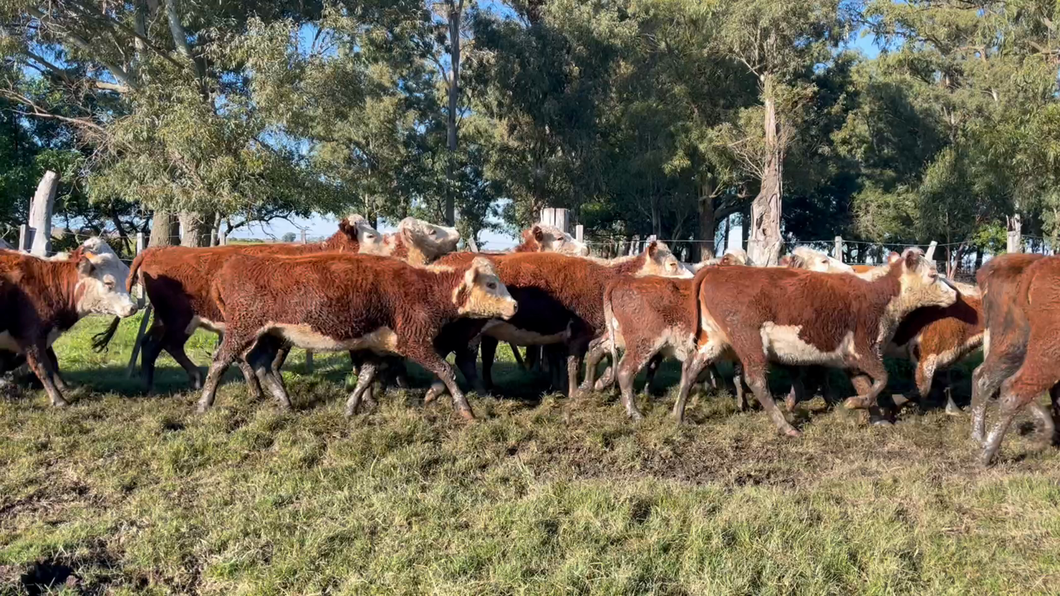 Lote VAQUILLONA ENTORADA