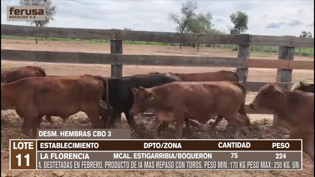 Lote LOTE 11