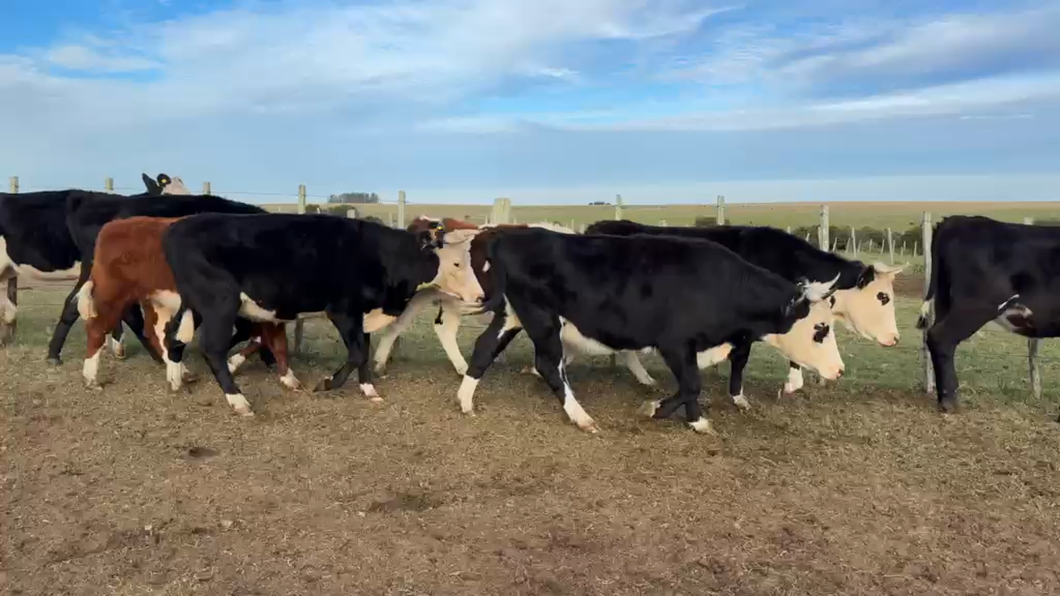 Lote VAQUILLONAS Y VACAS PREÑADAS