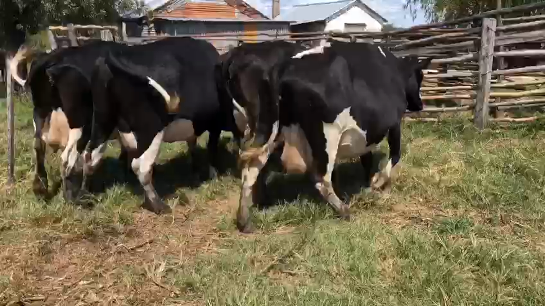 Lote 4 vacas proximas holando