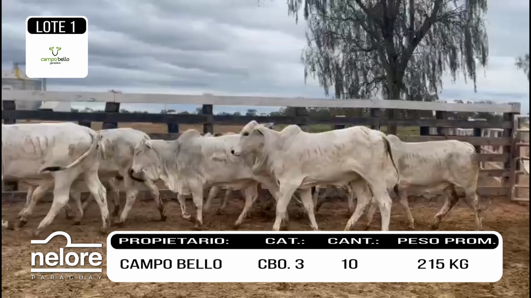 Lote LOTE 1