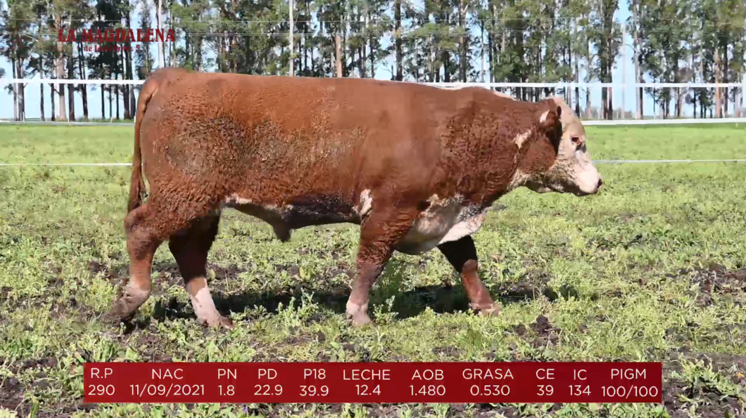 Lote Brete 14 -  Polled Hereford