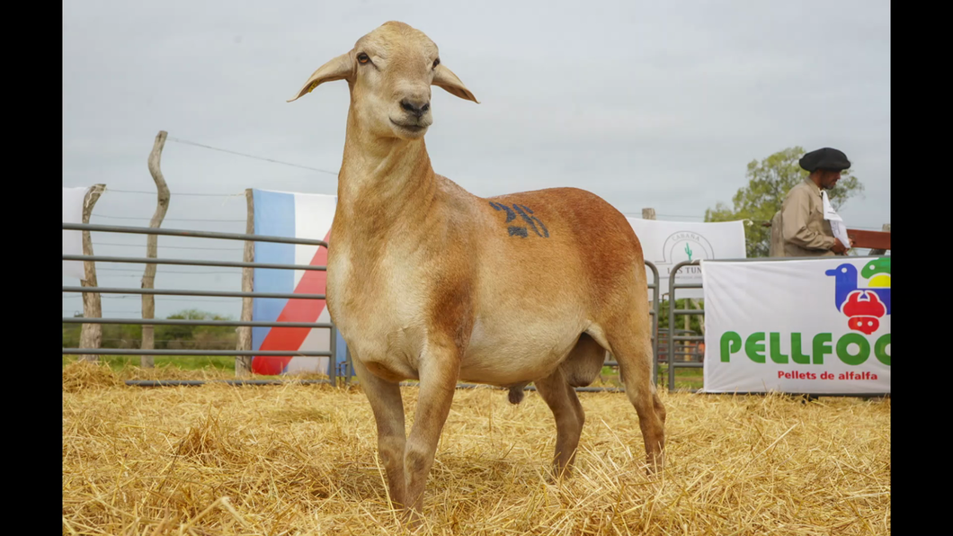 Lote SANTA INES MACHO