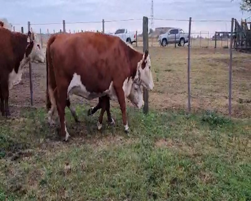 Lote 22 Vacas Nuevas Preñadas en Gral. Viamonte, Buenos Aires