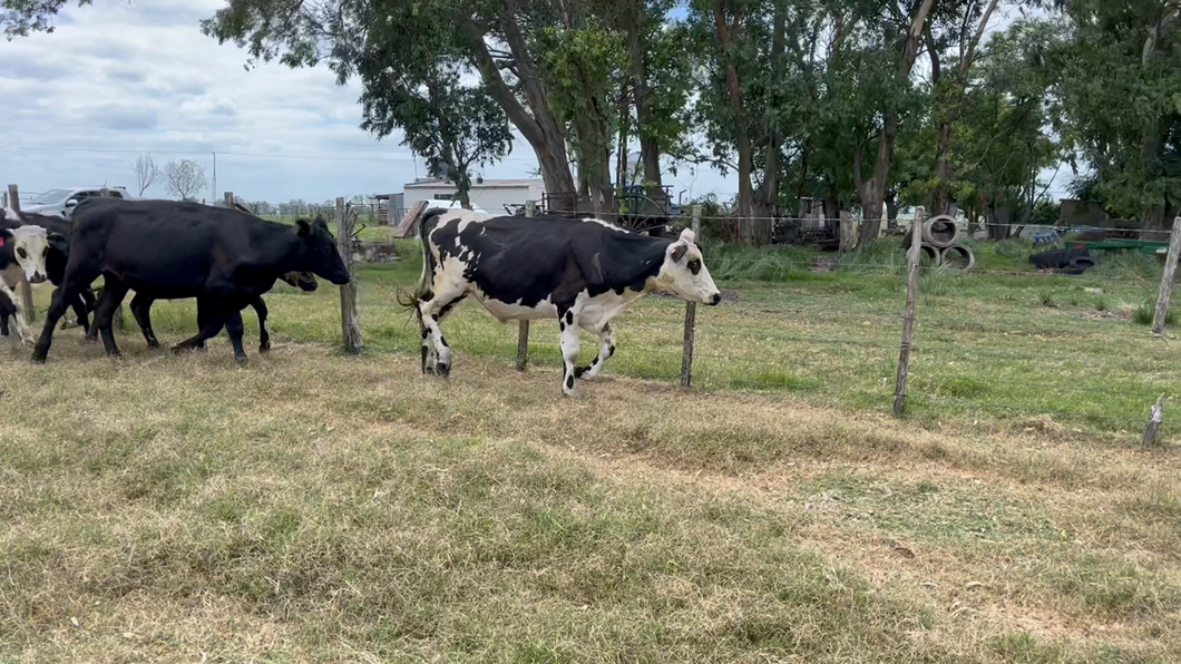 Lote NOVILLOS Y VAQUILLONAS 1a2 AÑOS