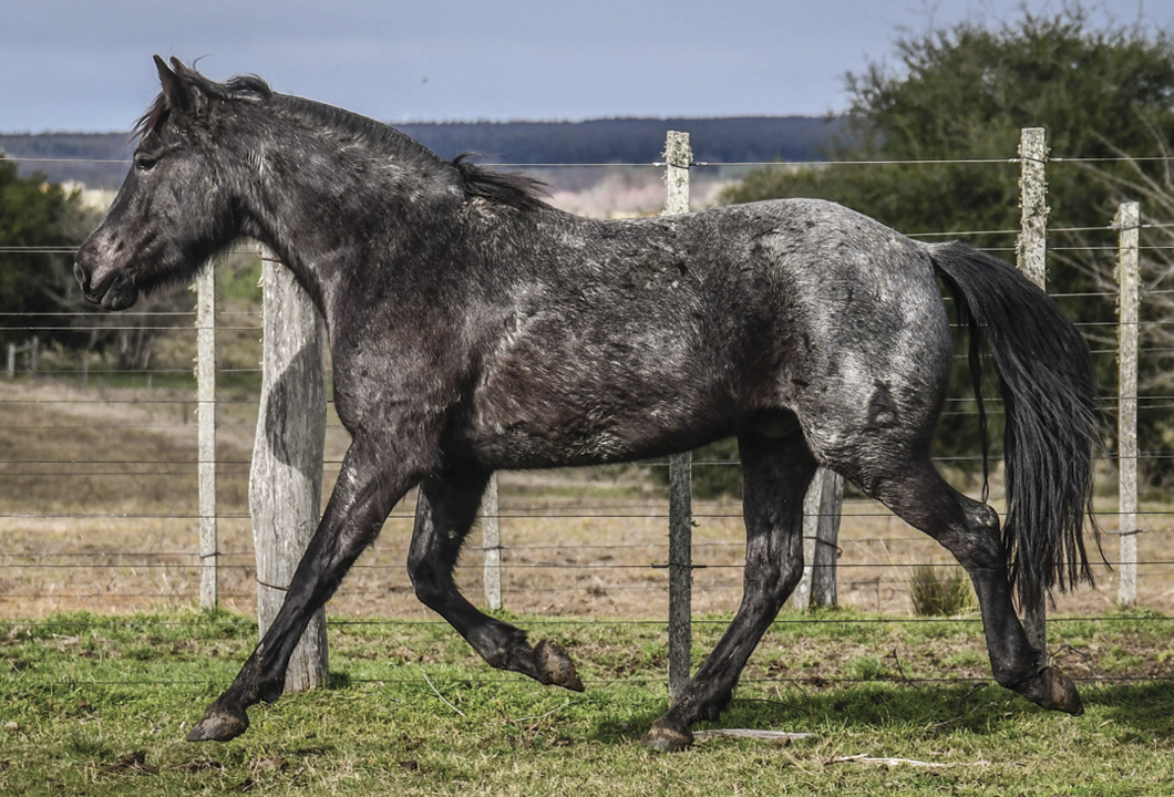 Lote NAVAJO LA FLECHILLA