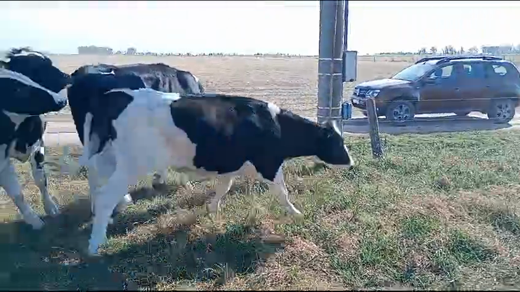 Lote 50 Novillitos Holando Argentino en Porteña, Córdoba