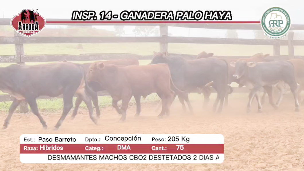 Lote 75 Desmamantes machos HIBRIDAS a remate en Feria Aniversario Concepción - Arroba Remates S.A 205kg -  en Paso Barreto