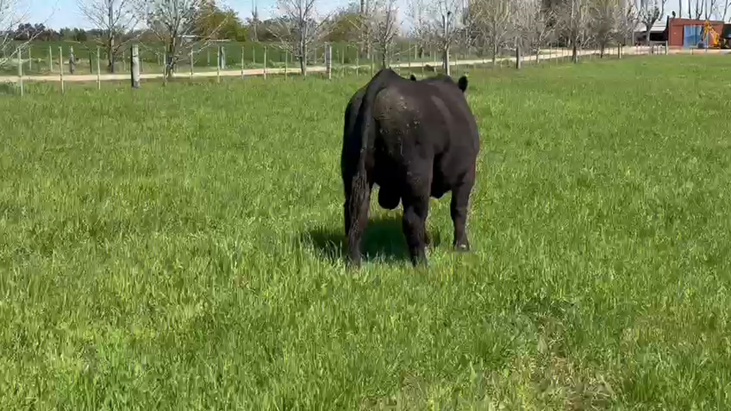 Lote (Vendido)Toros Angus a remate en Remate por pantalla de la Exposición de San José, Canelones