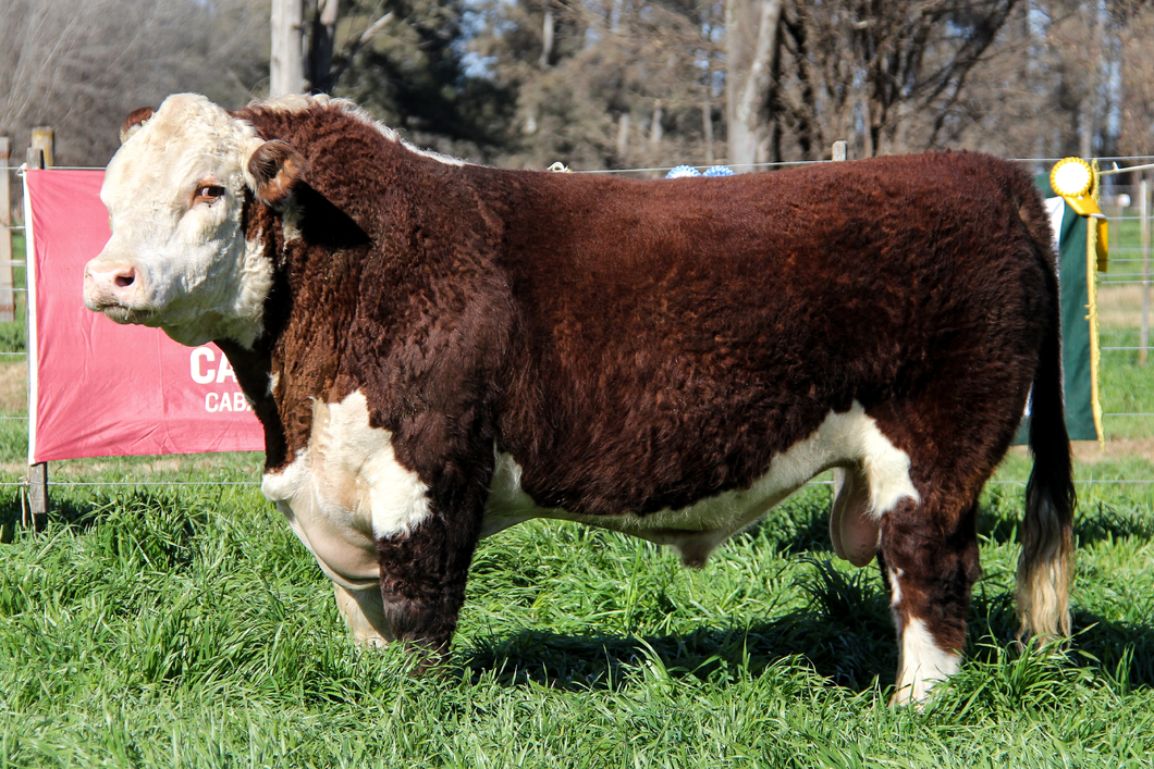 Lote Toro PP
