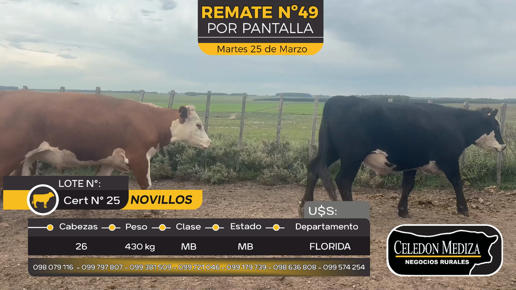 Lote 26 Novillos en Florida