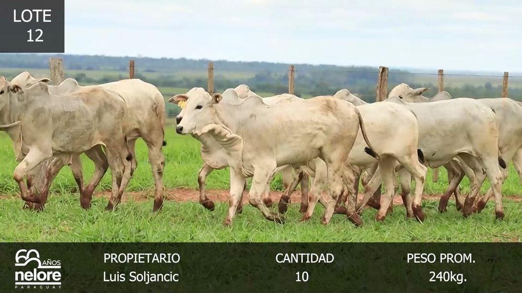 Lote LOTE 12