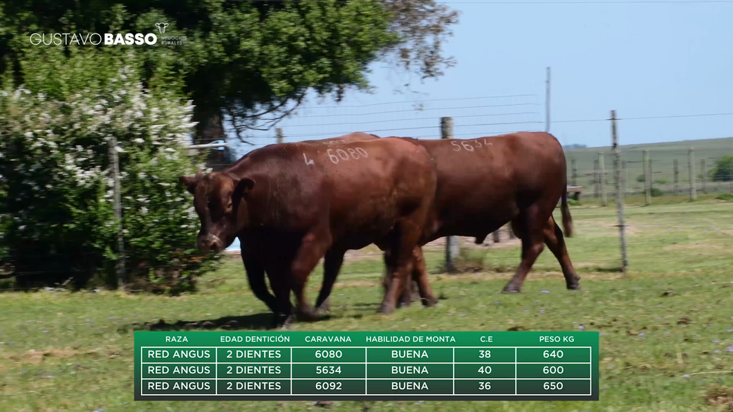 Lote 3 Toros a remate en Remate Cabaña San Jose, Cerro Largo