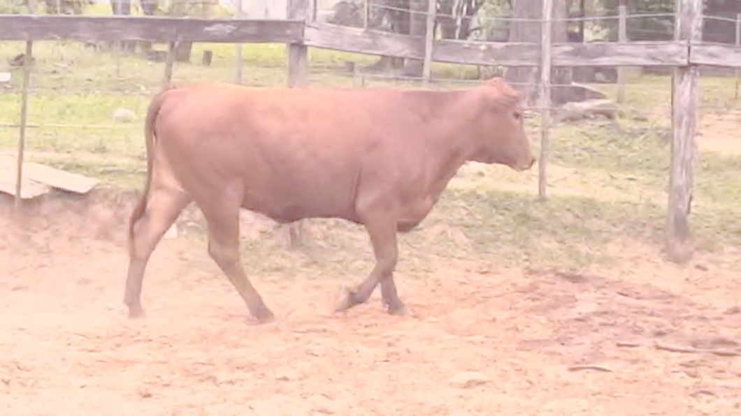 Lote Vaquillas Brangus a remate en Pantalla El Plantelaso 346kg -  en Cnel. Oviedo