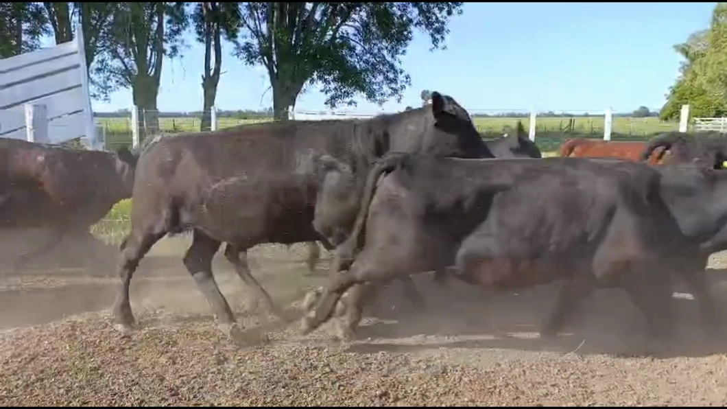Lote 85 Novillitos