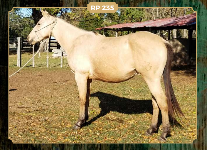 Lote MAITA CISCO PEPPY