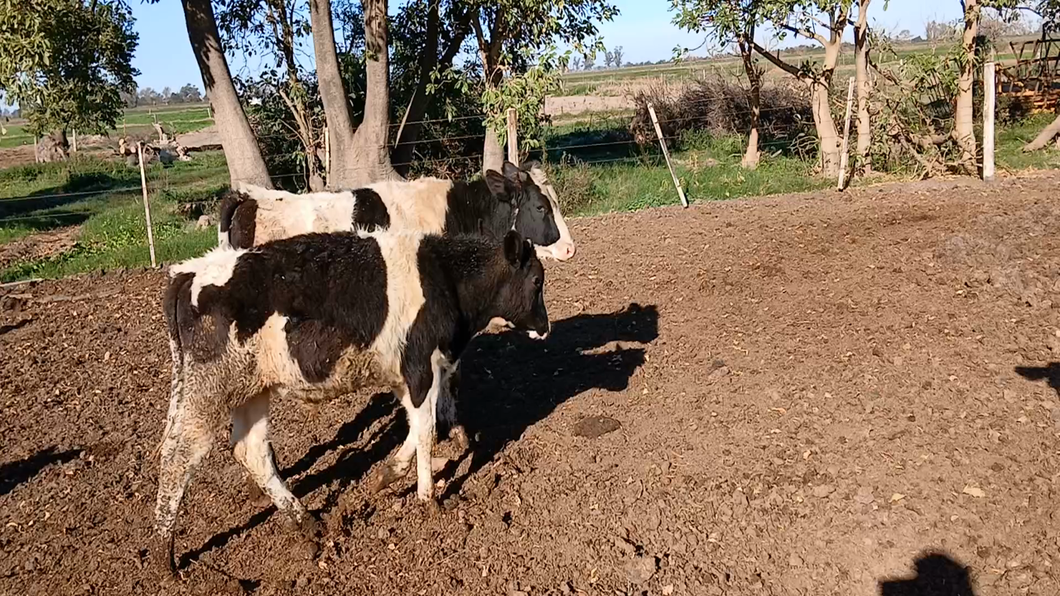 Lote 5 Terneros