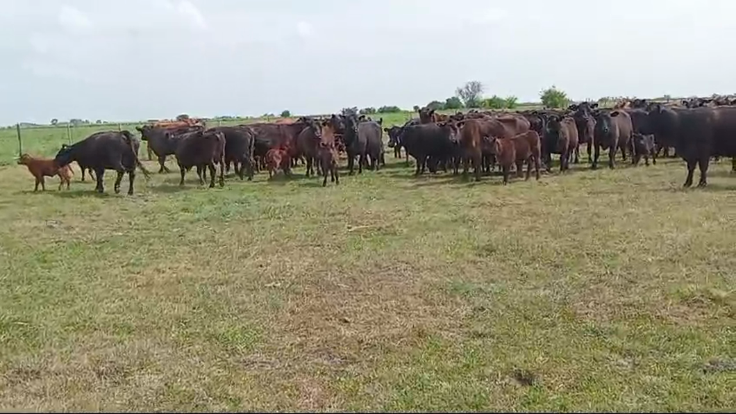 Lote 100 Vacas medio uso C/ cria