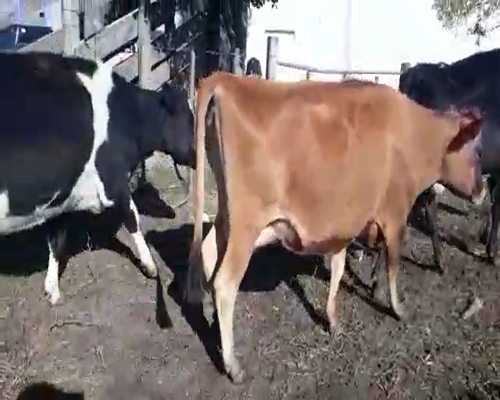 Lote 7 Vacas de Invernada HOLANDO,  YERSEY Y CRUZA 450kg - , San José