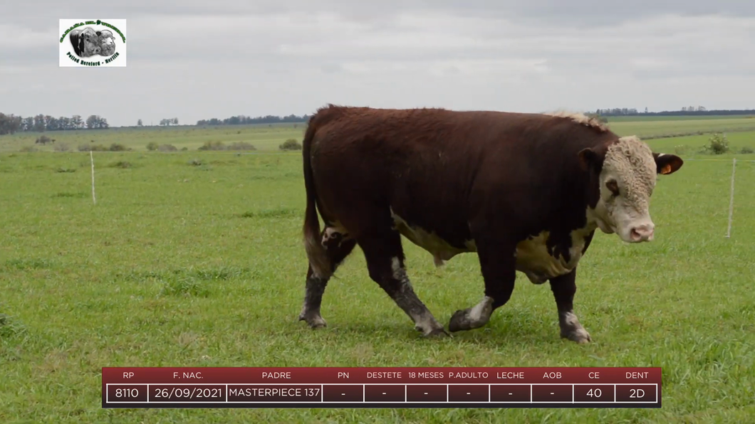 Lote Toros a remate en 6to Remate Anual Cabaña "El Trébol" de Martín Salto Stefani, Paysandú