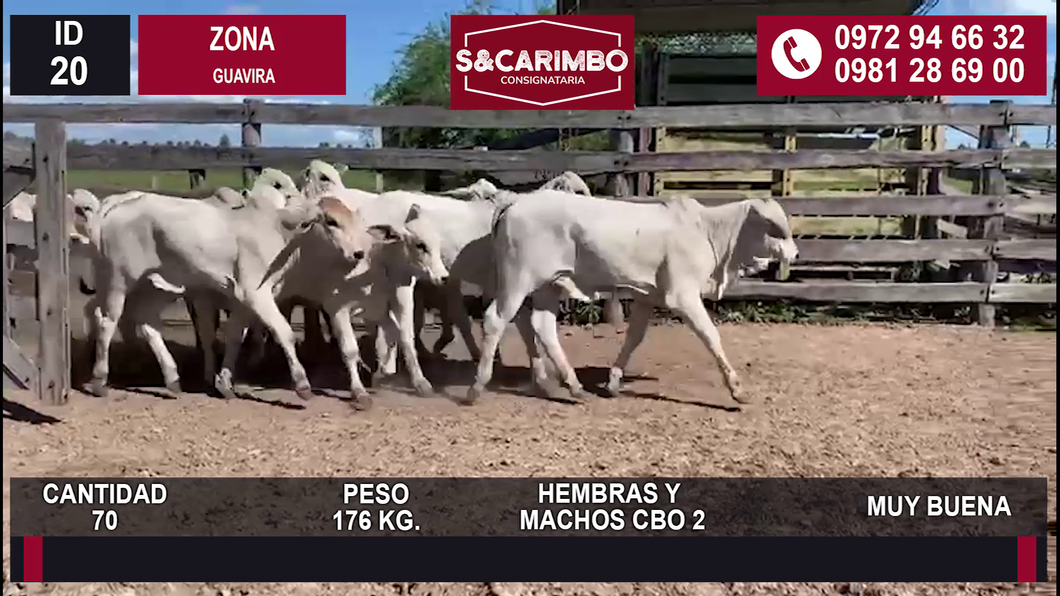 Lote 70 MACHOS Y HEMBRAS CBO 2