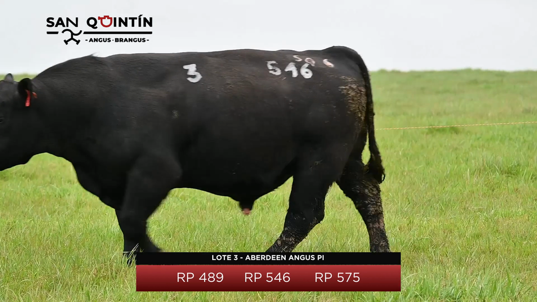 Lote Aberdeen Angus PI