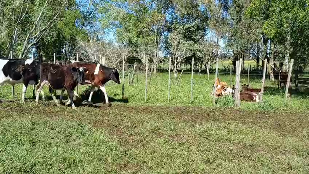 Lote (Vendido)10 Novillos Holando HOLANDO a remate en #50 Pantalla Carmelo 250kg -  en PARADA SUAREZ