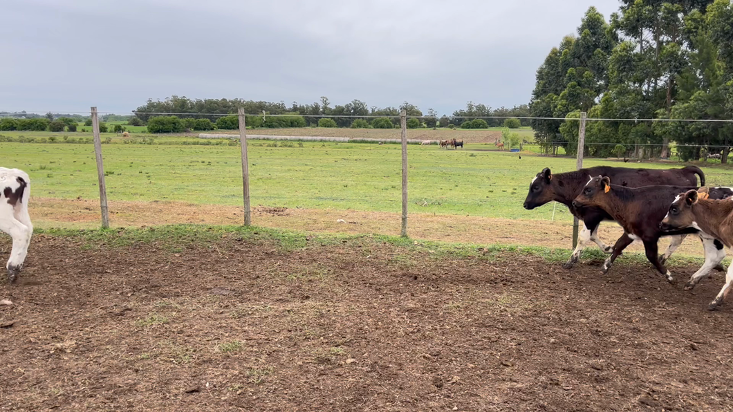 Lote TERNEROS