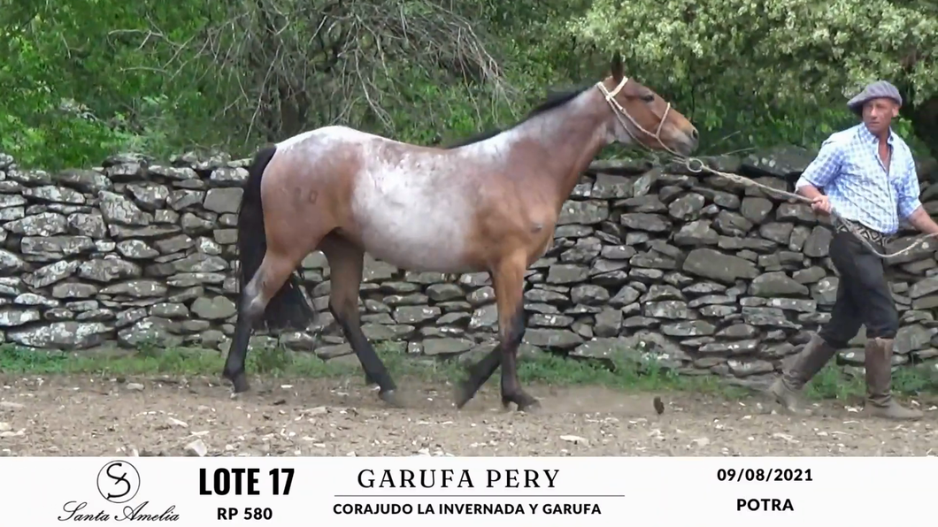 Lote GARUFA PERY