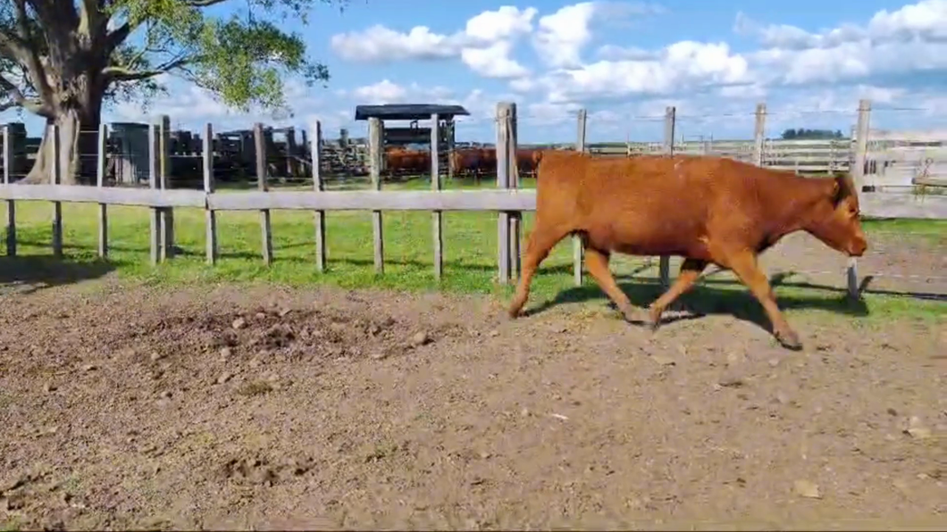 Lote 12 Vientres Preñados - Tatuadas LA