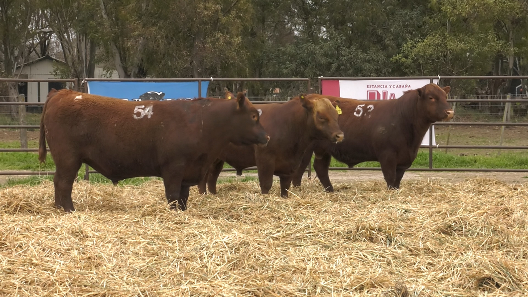 Lote TOROS ANGUS COLORADOS PC