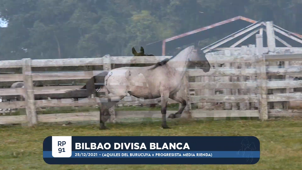 Lote BILBAO DIVISA BLANCA