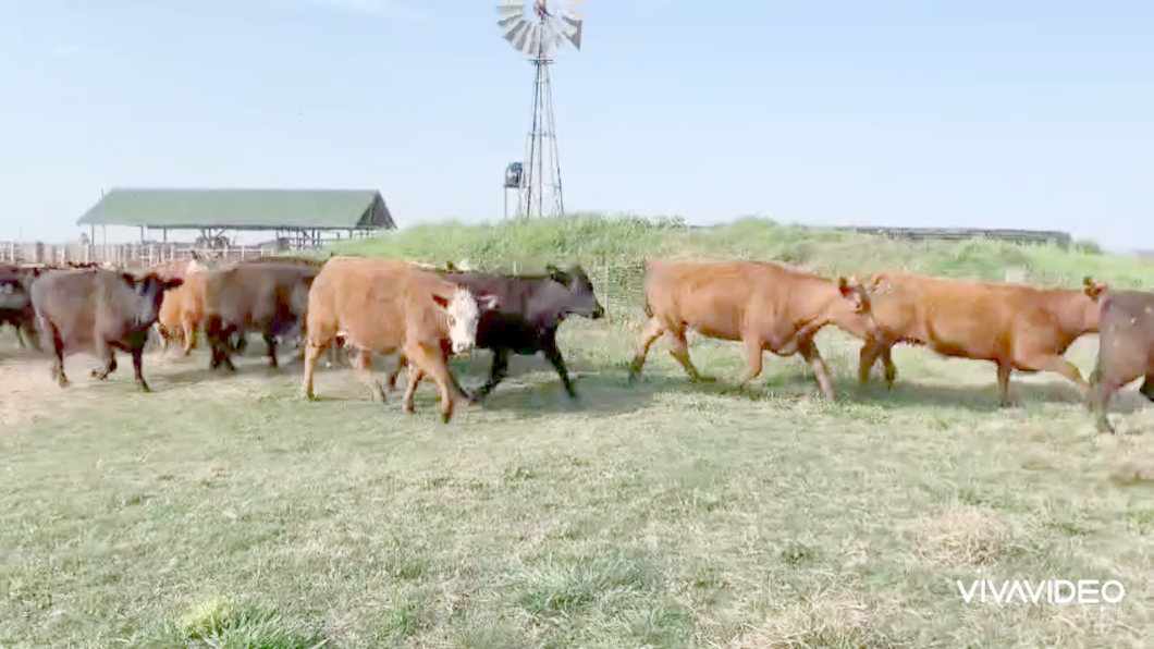 Lote 33 Vacas nuevas y VAQ C/ gtia de preñez