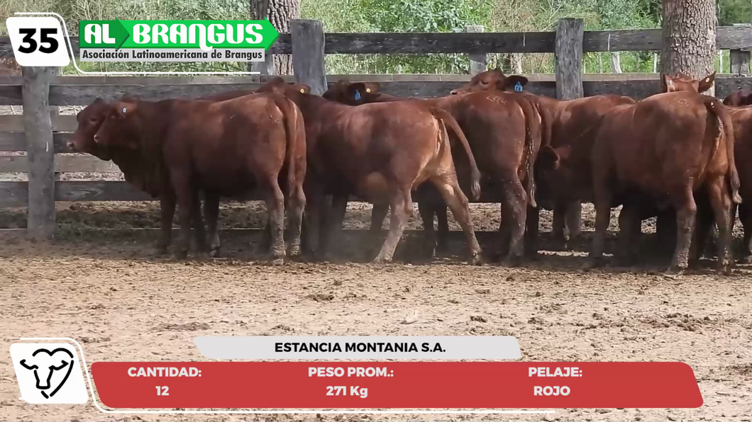 Lote LOTE 35