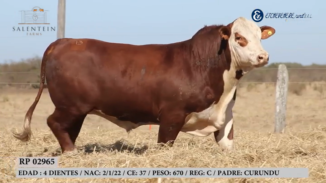 Lote Toro Braford