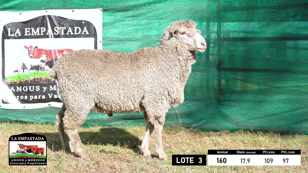 Lote 4 Carneros Merino Dohne a remate en 33º Remate Cabaña La Empastada, Durazno