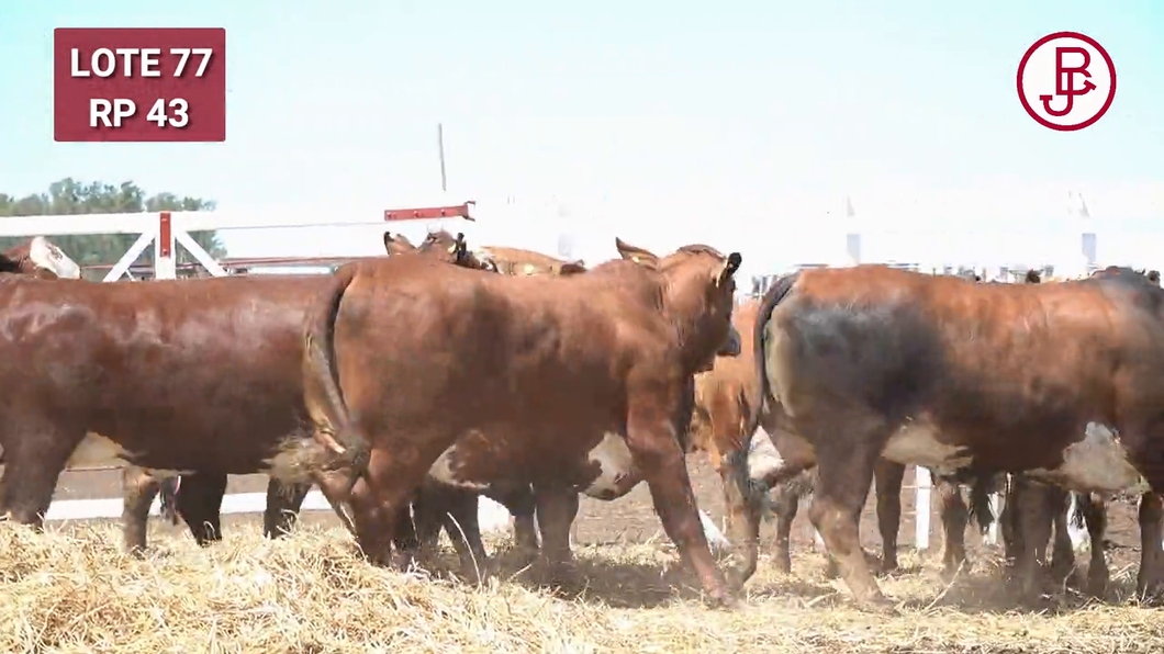 Lote BRAFORD 1/2 SANGRE PREÑADAS CON TORO HEREFORD JB. PARICIÓN JUNIO / JULIO 2025