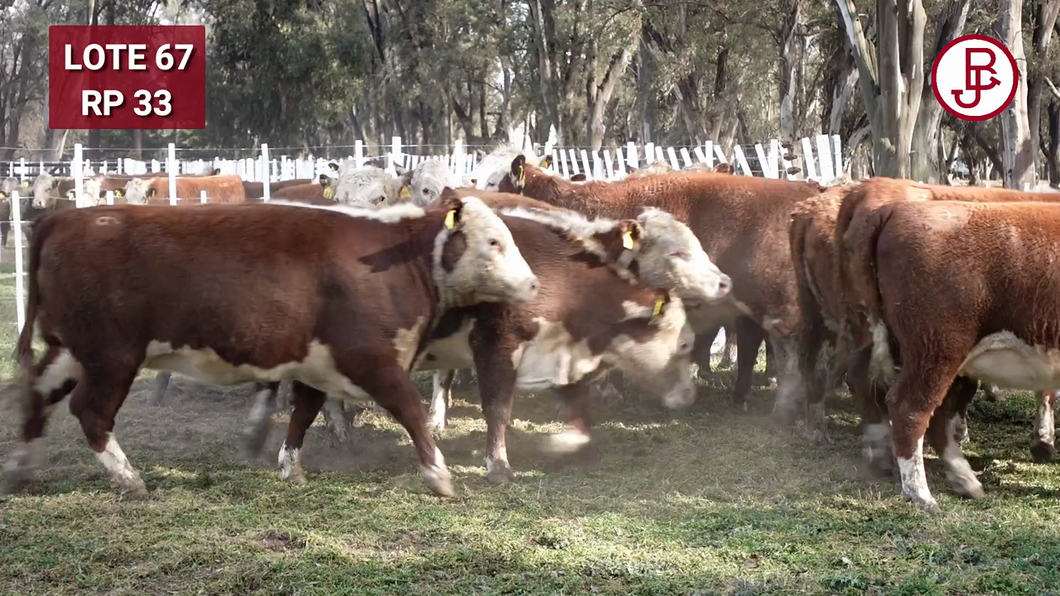 Lote VAQUILLONA PR PREÑADA PARICIÓN PRIMAVERA