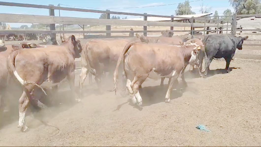 Lote 20 Vaquilla Gorda en Los Ángeles, VIII Región Biobío