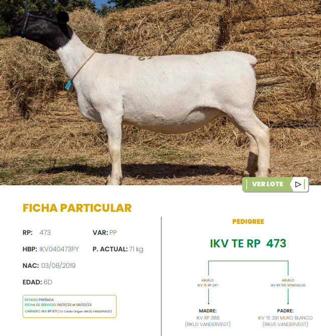 Lote LOTE 61