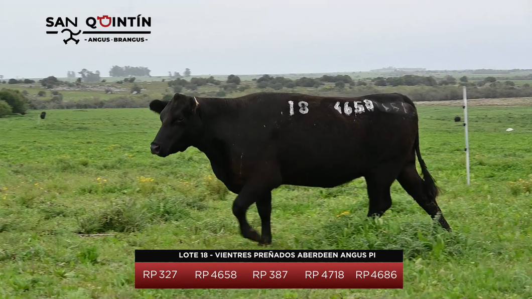 Lote Vientres Preñados Aberdeen Angus PI