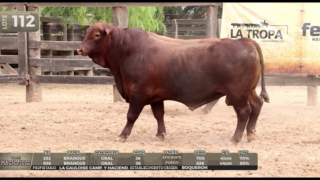 Lote LOTE 112