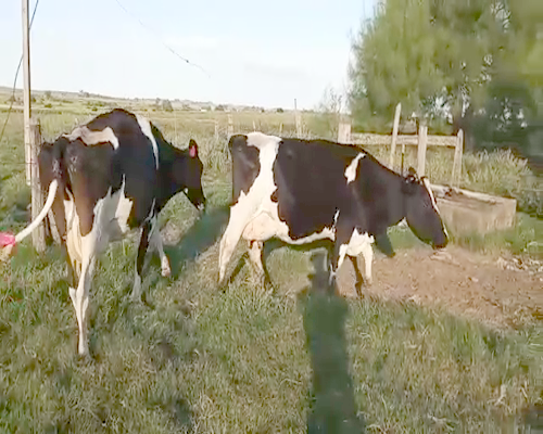 Lote 2 Vacas de Invernada HOLANDO a remate en Pantalla Camy - Febrero 2022 460kg - , San José