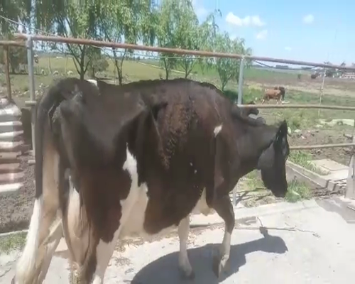 Lote Vacas de Invernada HOLANDO a remate en REMATE DE PANTALLA 540kg -  en Asociación Rural de San José